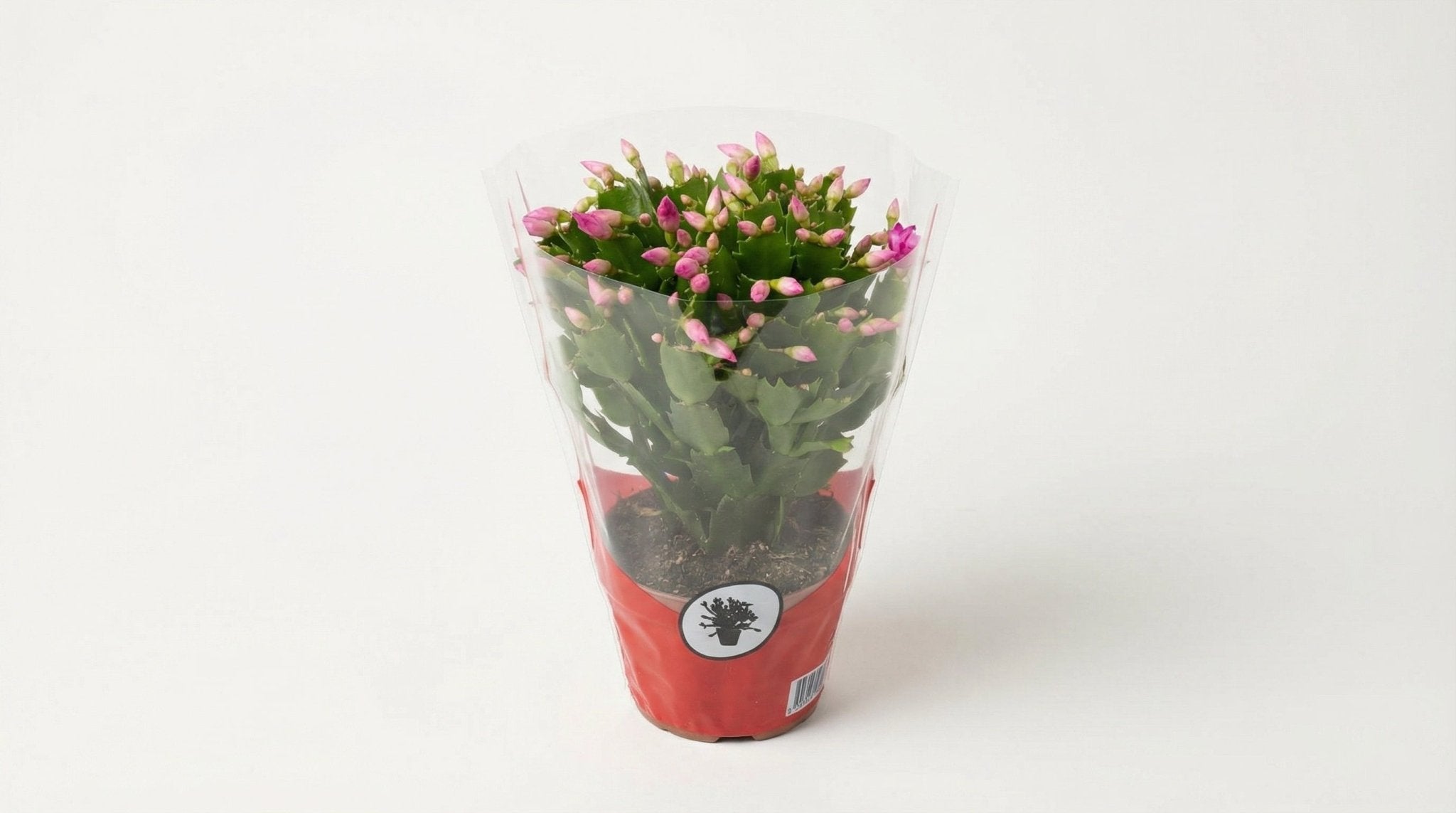 Schlumbergera 'Rose' P 17 H 35 cm - 25352 - PlantenShop24