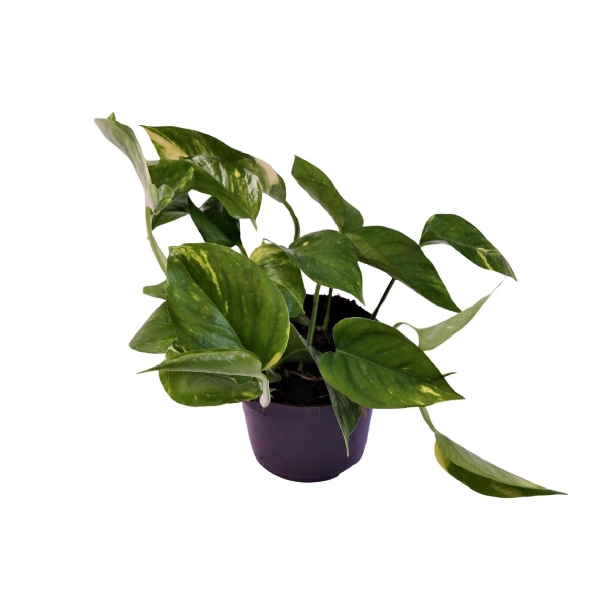 Scindapsus (Epipremnum) Aureum P 12 H 25 cm - 12444 - PlantenShop24