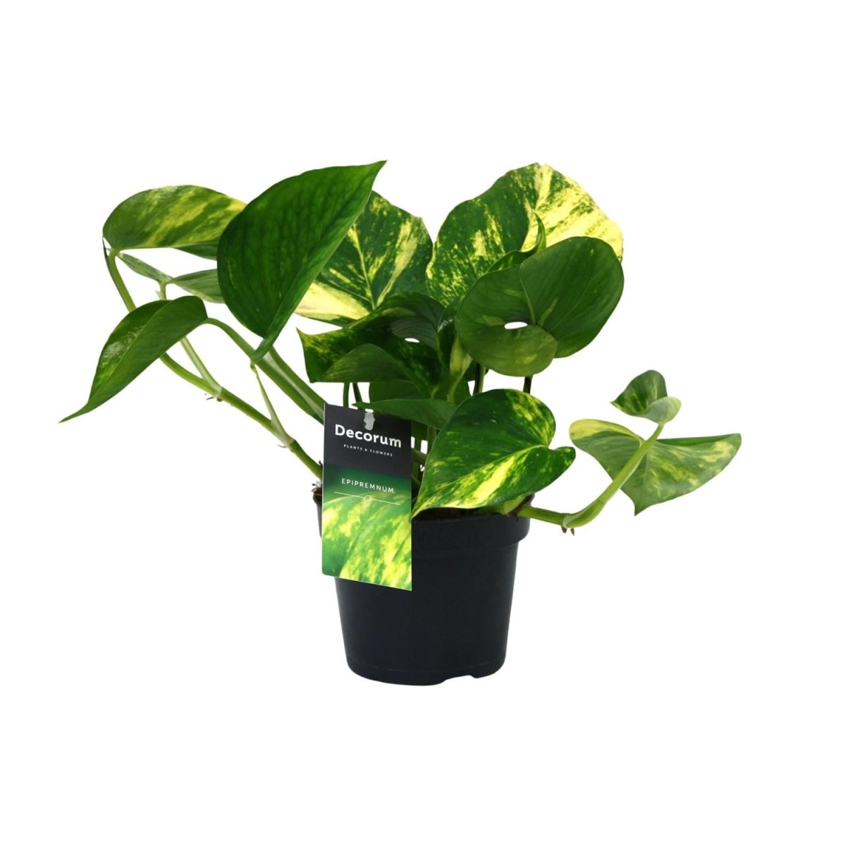 Scindapsus (Epipremnum) 'Aureum' P 12 H 25 cm - 12448 - PlantenShop24