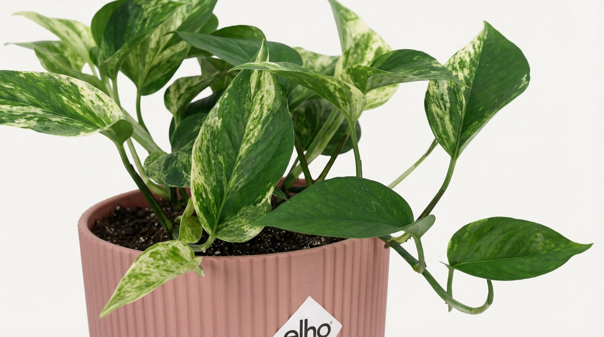 Scindapsus (Epipremnum) 'Marble Queen' (met pot) P 14 cm - 21716 - PlantenShop24