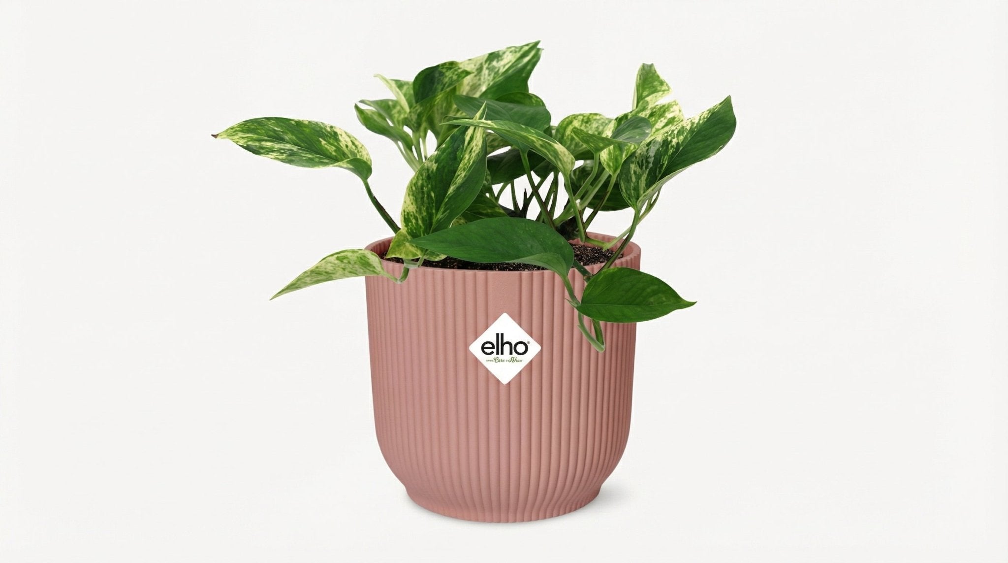 Scindapsus (Epipremnum) 'Marble Queen' (met pot) P 14 cm - 21716 - PlantenShop24