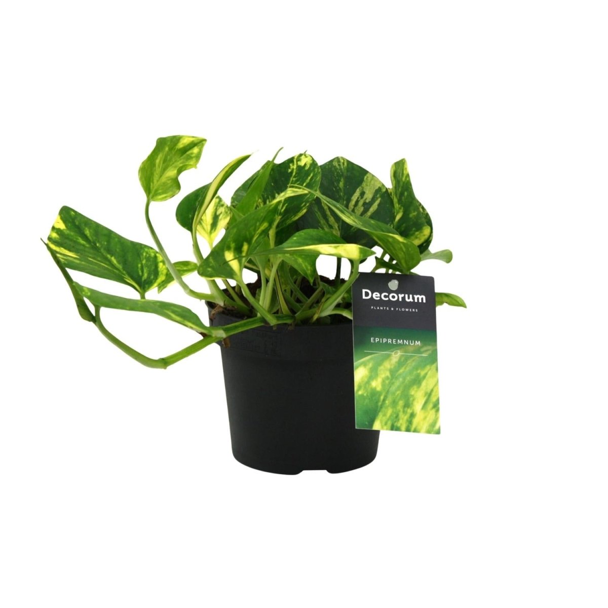 Scindapsus (Epipremnum) 'N'joy Gold' P 12 H 25 cm - 12454 - PlantenShop24