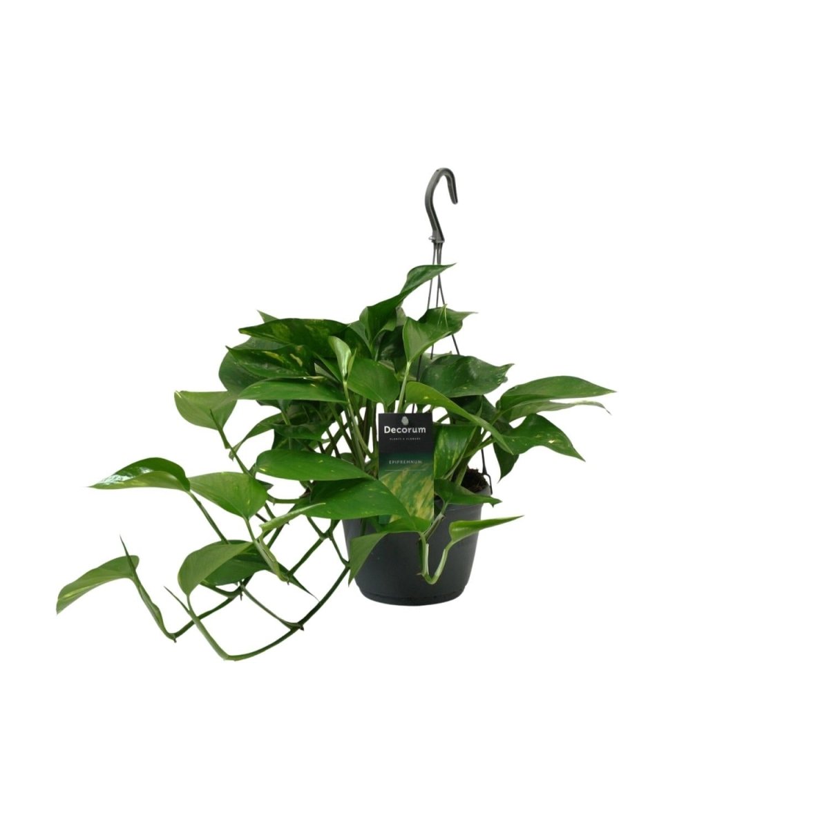 Scindapsus (Epipremnum) P 15 H 45 cm - 12466 - PlantenShop24