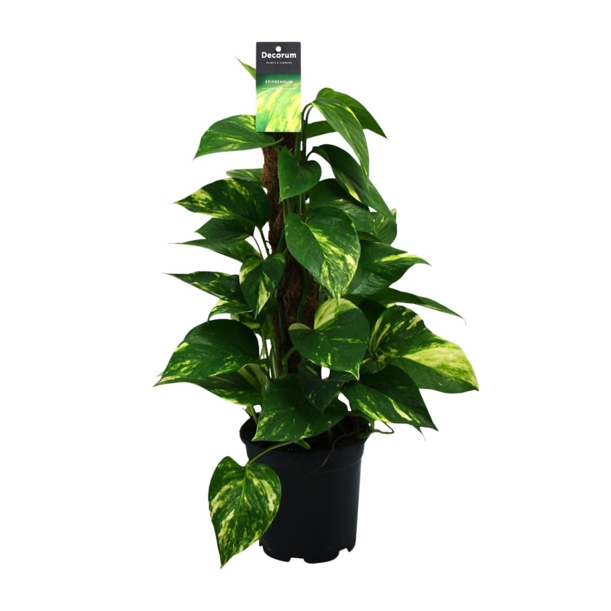 Scindapsus (Epipremnum) P 15 H 50 cm - 12474 - PlantenShop24
