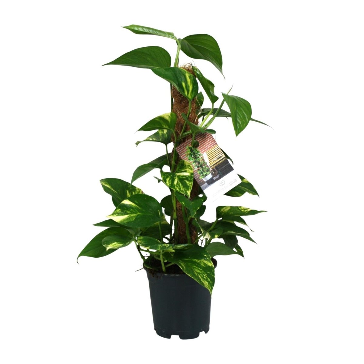 Scindapsus Epipremnum P 15 H 50 cm - 12482 - PlantenShop24