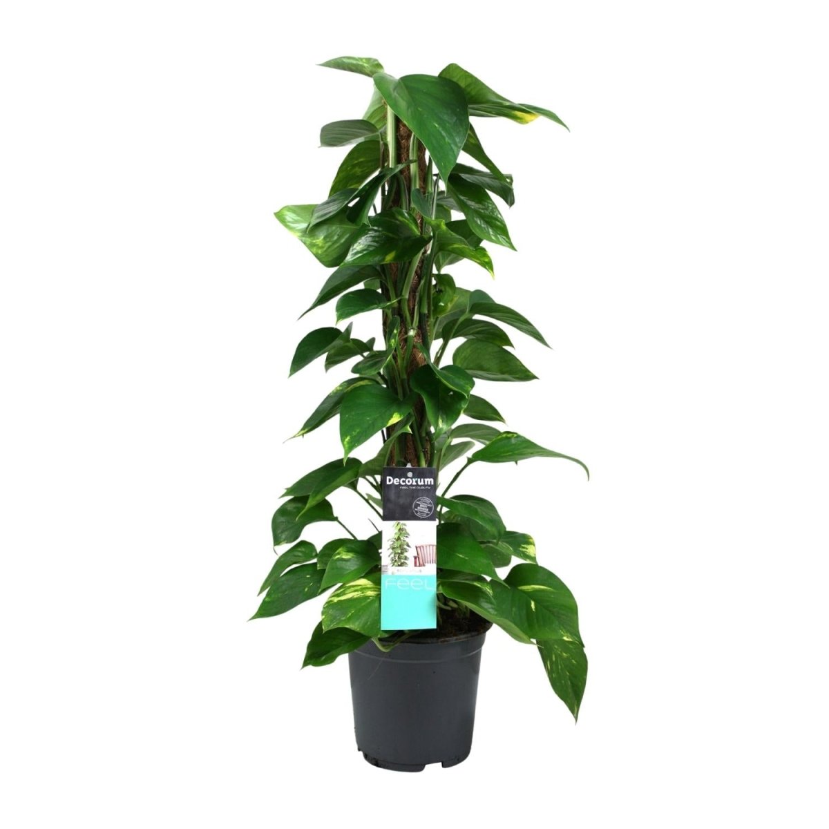 Scindapsus (Epipremnum) P 19 H 80 cm - 12490 - PlantenShop24
