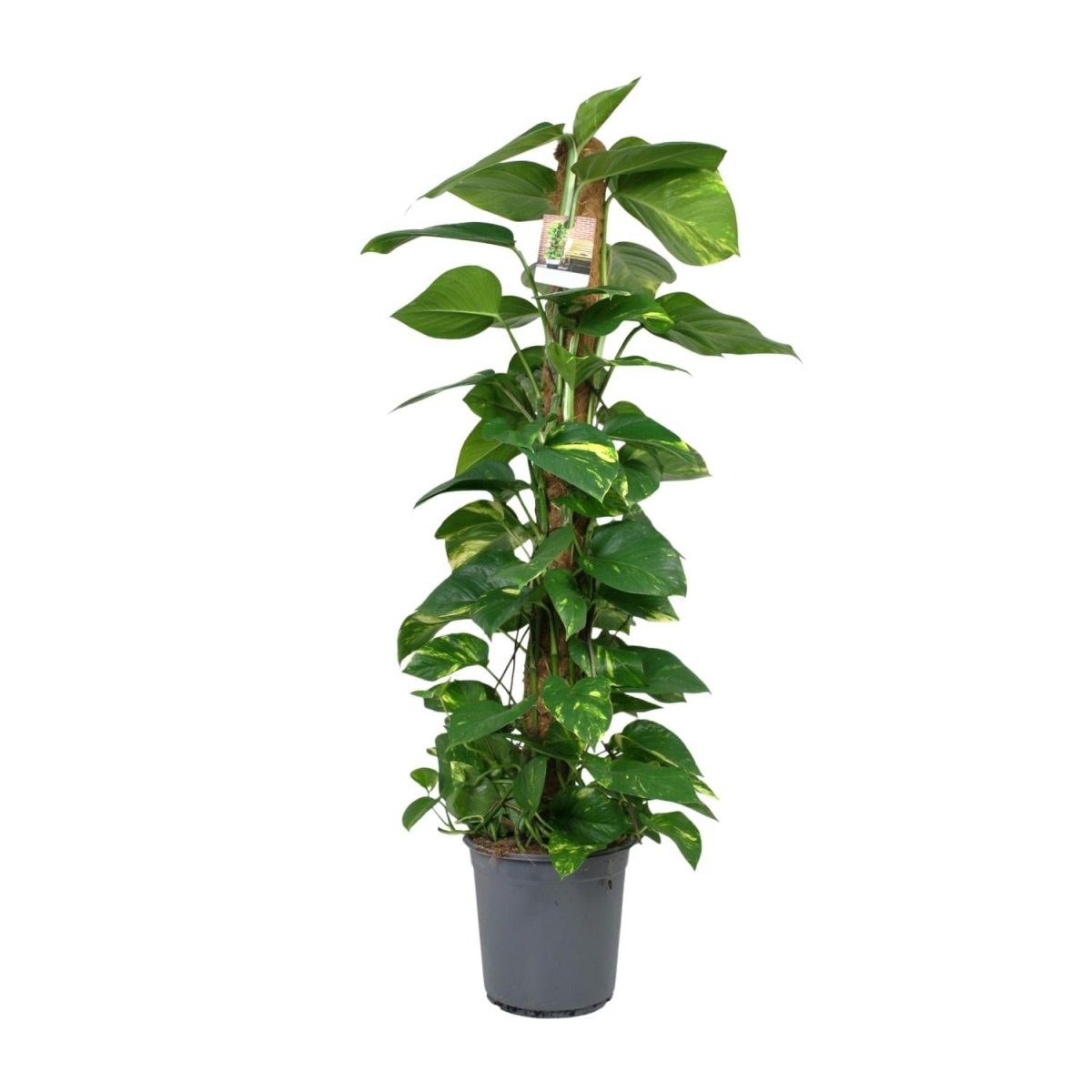 Scindapsus Epipremnum P 24 H 120 cm - 12442 - PlantenShop24