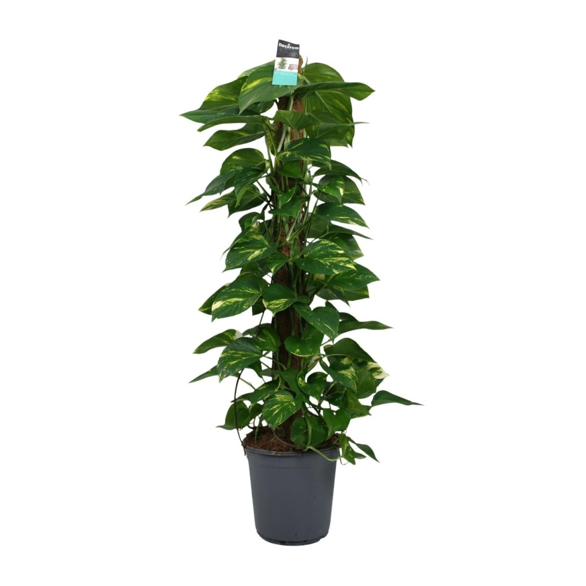 Scindapsus (Epipremnum) P 24 H 120 cm - 12492 - PlantenShop24
