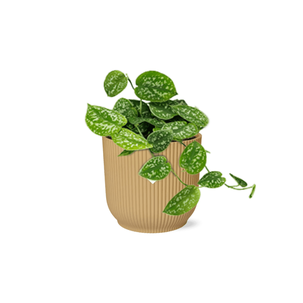 Scindapsus Pictus 'Argyraeus' (met pot) P 14 cm - 21683 - PlantenShop24