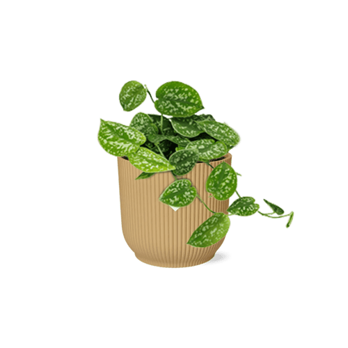 Scindapsus Pictus 'Argyraeus' (met pot) P 14 cm - 21683 - PlantenShop24