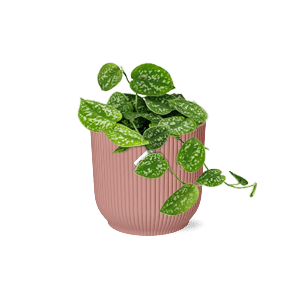 Scindapsus Pictus 'Argyraeus' (met pot) P 14 cm - 21718 - PlantenShop24