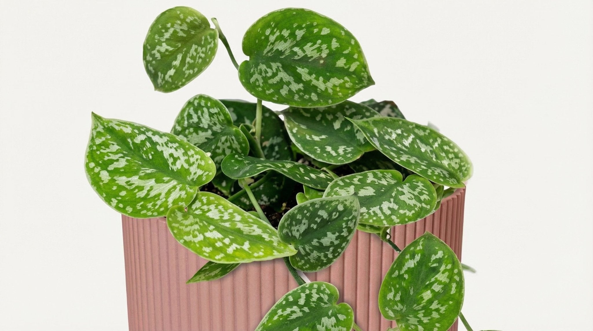 Scindapsus Pictus 'Argyraeus' (met pot) P 14 cm - 21718 - PlantenShop24