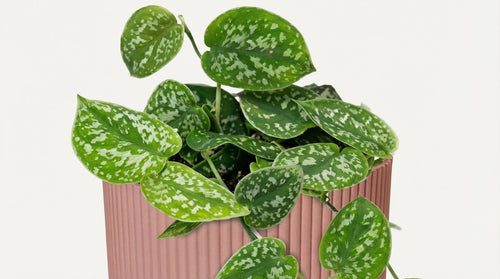 Scindapsus Pictus 'Argyraeus' (met pot) P 14 cm - 21718 - PlantenShop24