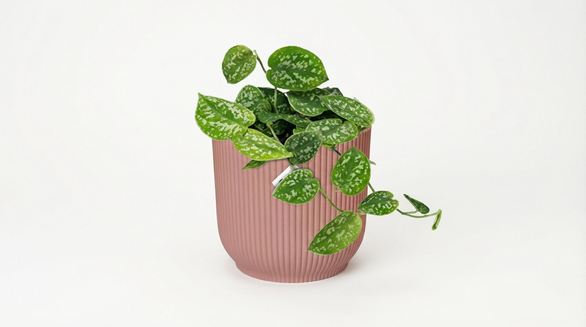 Scindapsus Pictus 'Argyraeus' (met pot) P 14 cm - 21718 - PlantenShop24