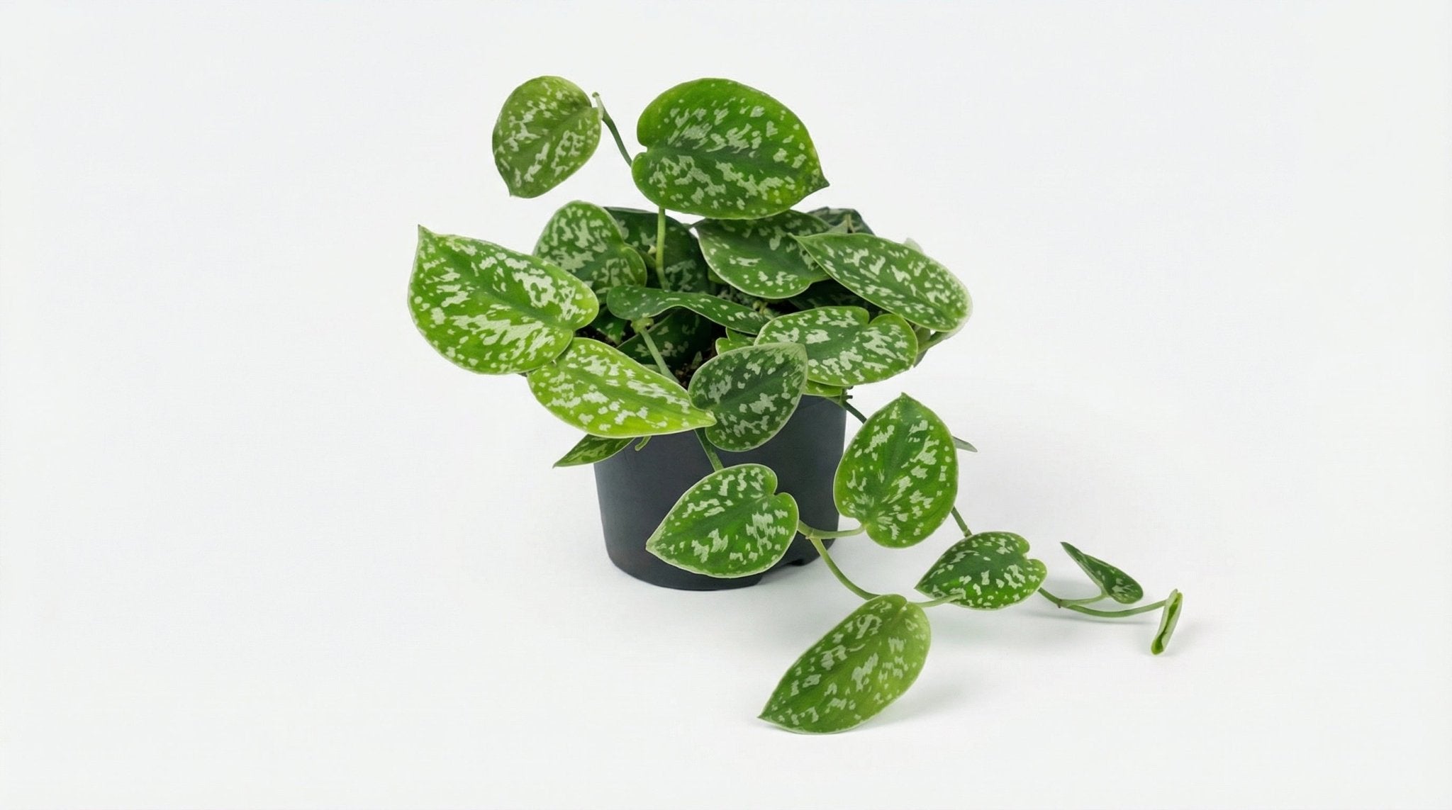 Scindapsus Pictus Argyraeus P 15 H 25 cm P 12 H 15 cm - 2910 - PlantenShop24