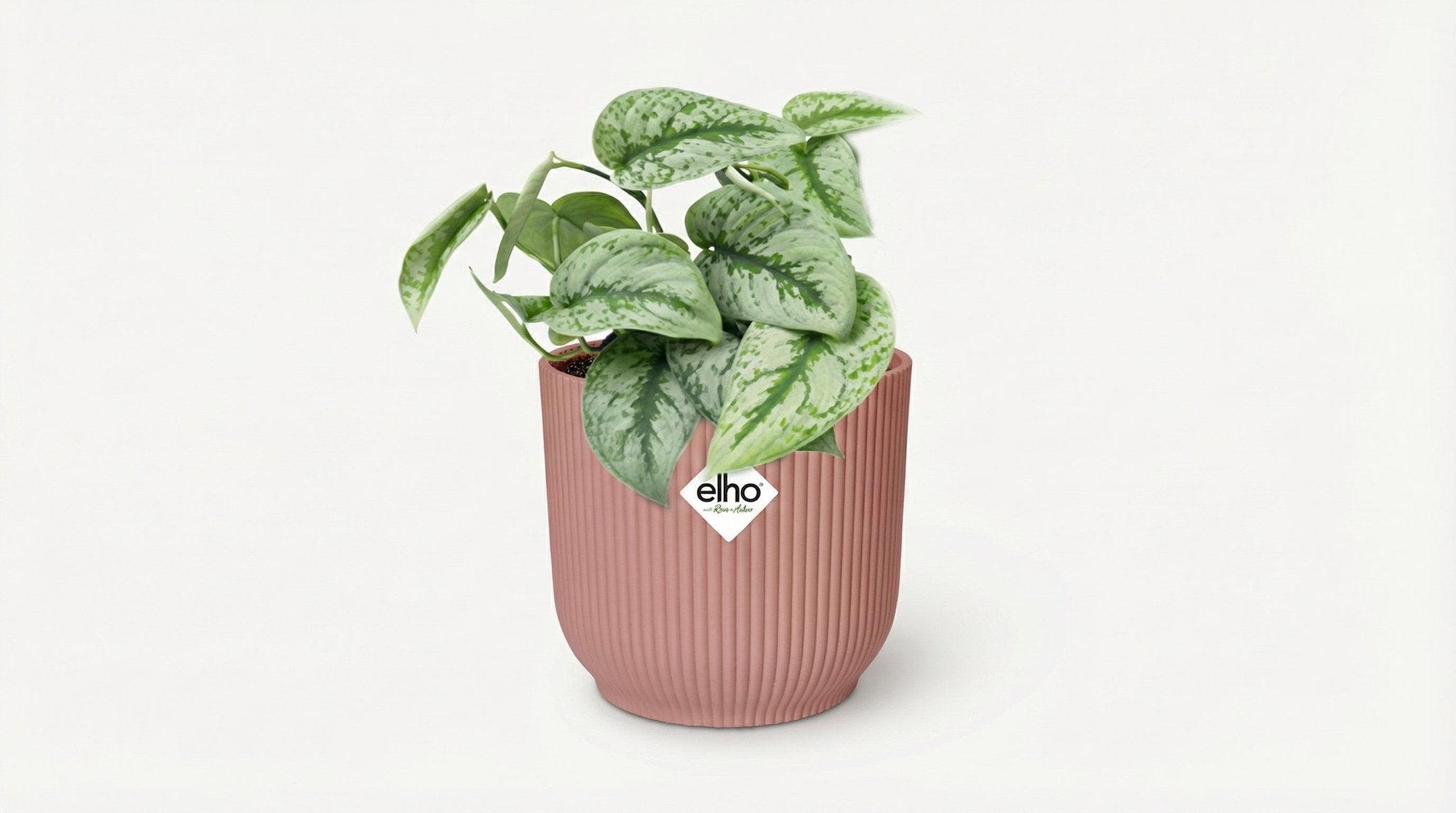 Scindapsus Pictus 'Trebie' (met pot) P 14 cm - 21717 - PlantenShop24
