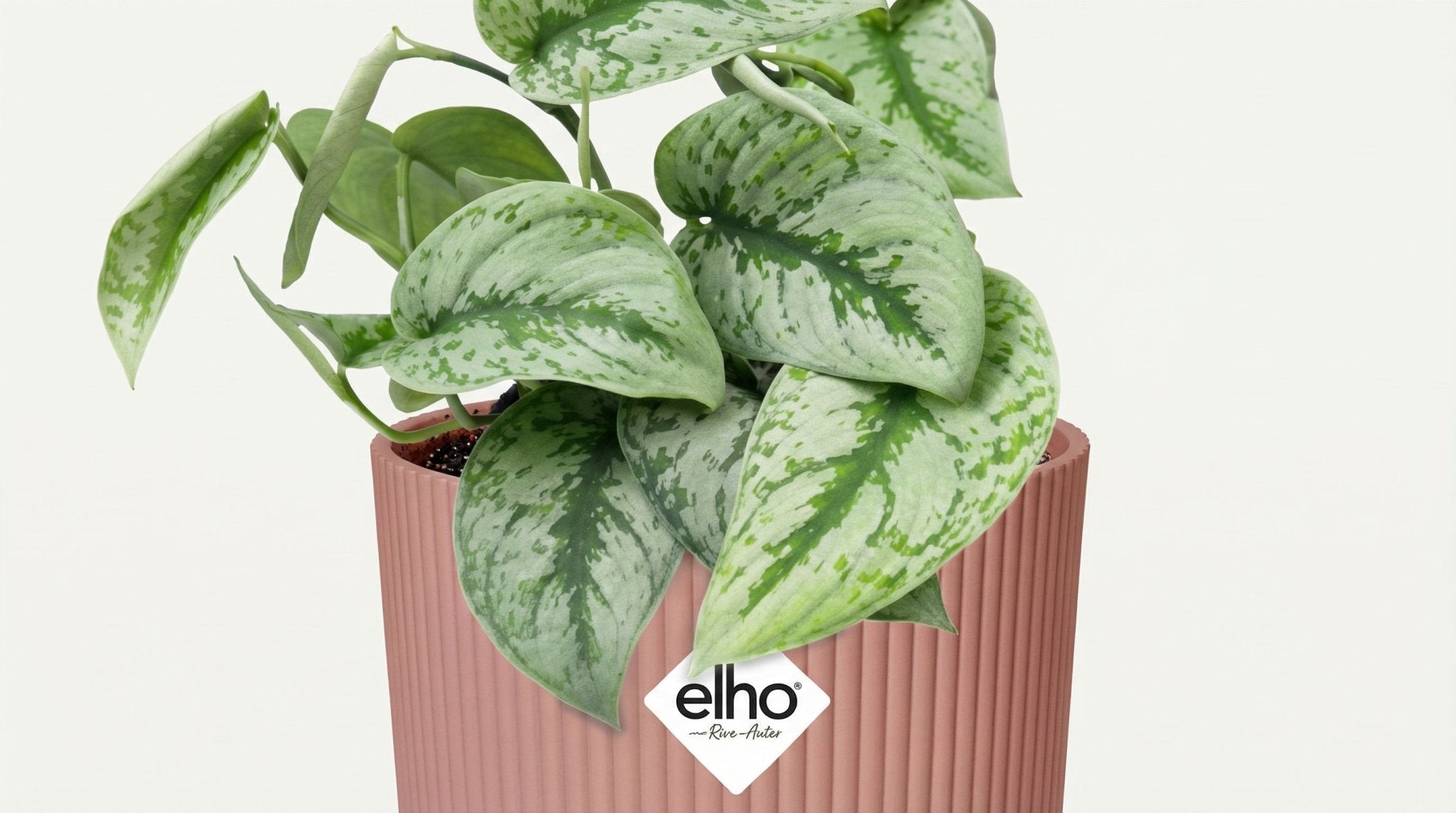 Scindapsus Pictus 'Trebie' (met pot) P 14 cm - 21717 - PlantenShop24