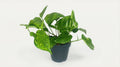 Scindapsus Pictus 'Trebie' P 12 H 20 cm - 16428 - PlantenShop24