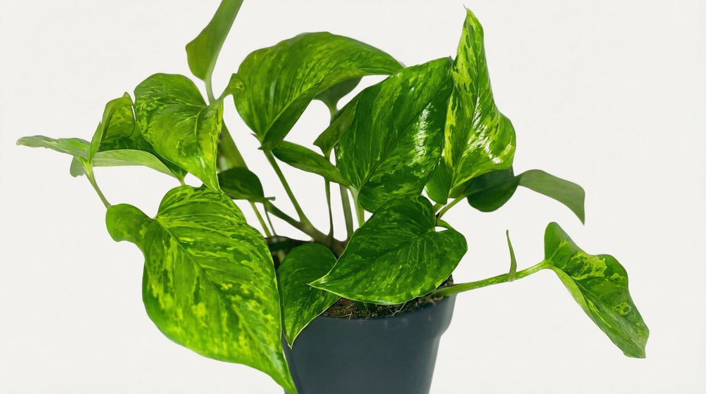 Scindapsus Pictus 'Trebie' P 12 H 20 cm - 16428 - PlantenShop24
