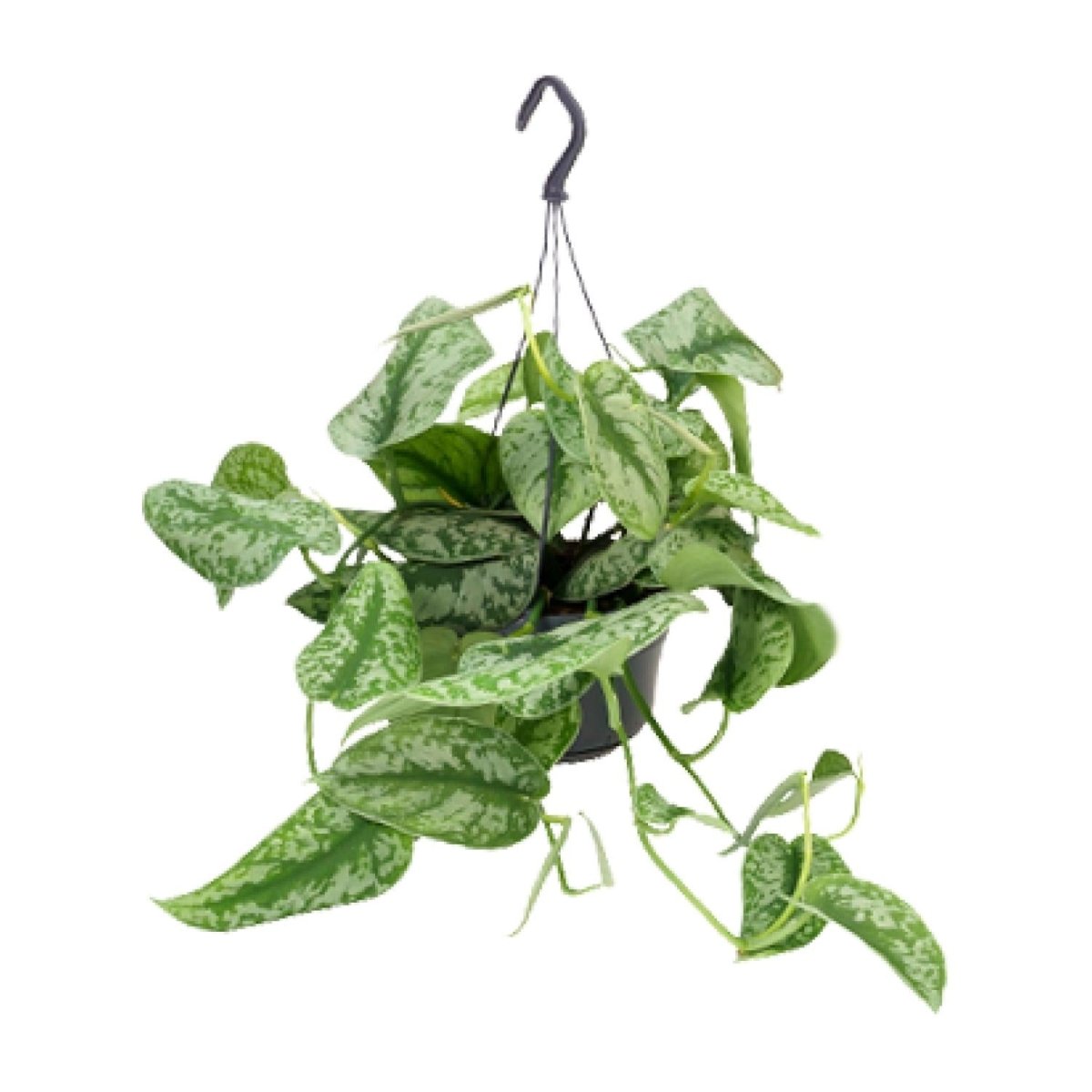 Scindapsus Pictus Trebie P 15 H 25 cm - 2907 - PlantenShop24