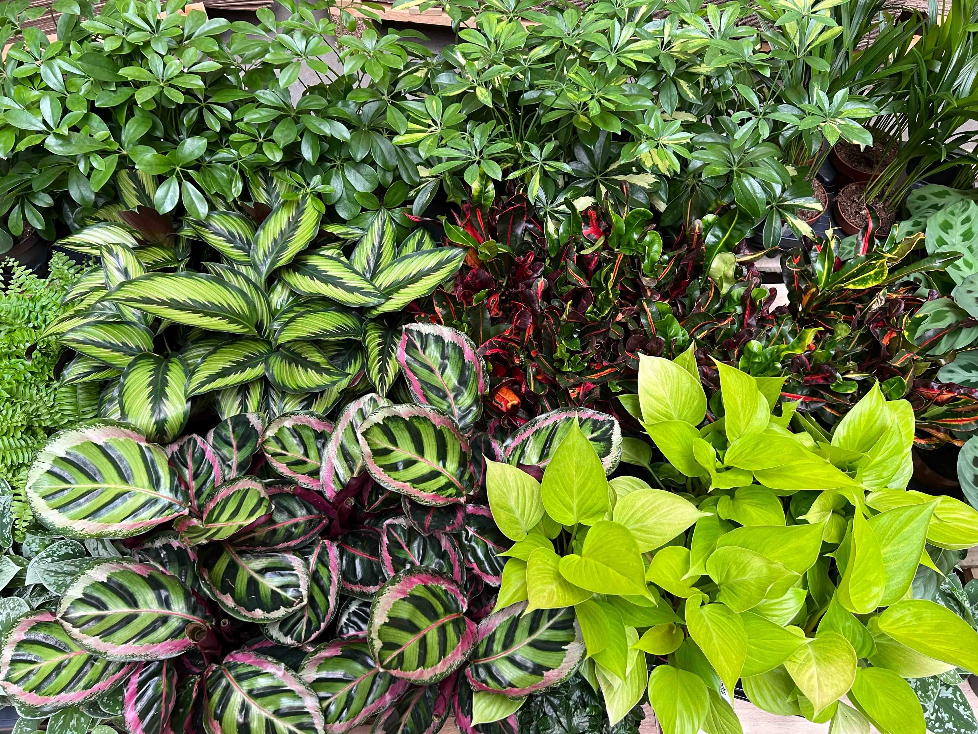 Sfeer 9 PlantenShop24 10-2024