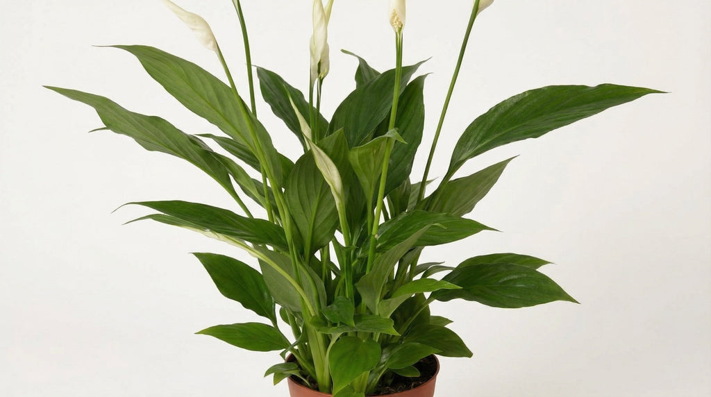 Spathiphyllum Bingo Cupido P 12 H 45 cm - 2996 - PlantenShop24