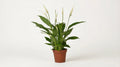 Spathiphyllum Bingo Cupido P 12 H 45 cm - 2996 - PlantenShop24
