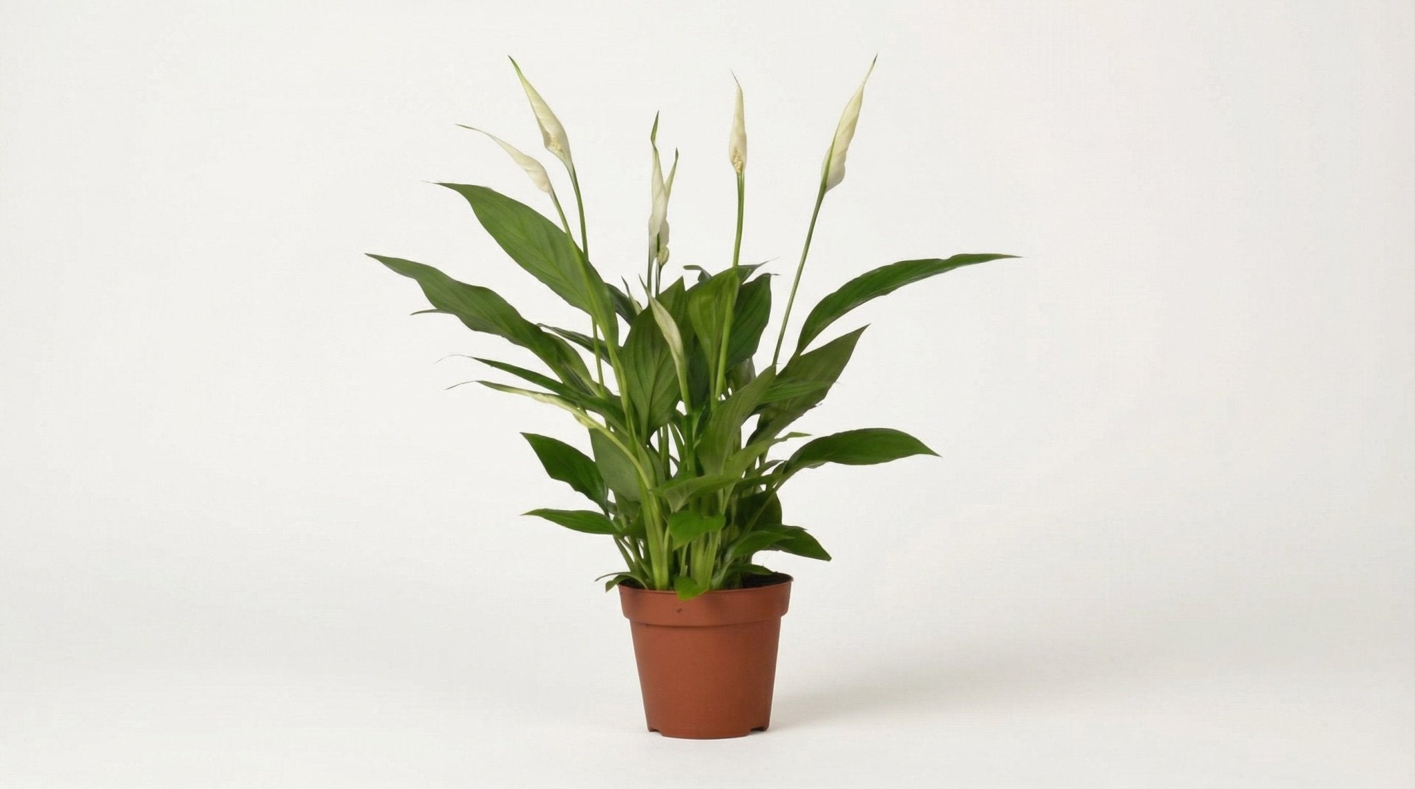 Spathiphyllum Bingo Cupido P 12 H 45 cm - 2996 - PlantenShop24