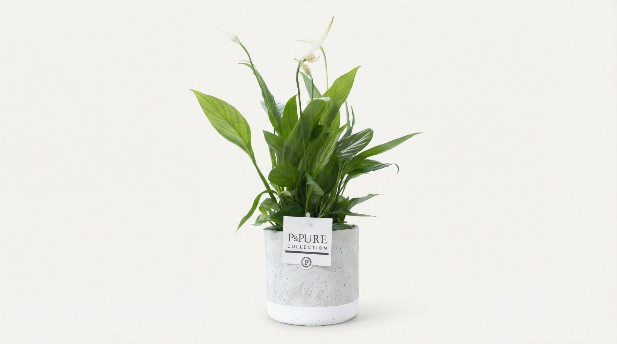 Spathiphyllum In P&PURE Jade Ceramics (met pot) P 12 H 35 cm - 53407 - PlantenShop24