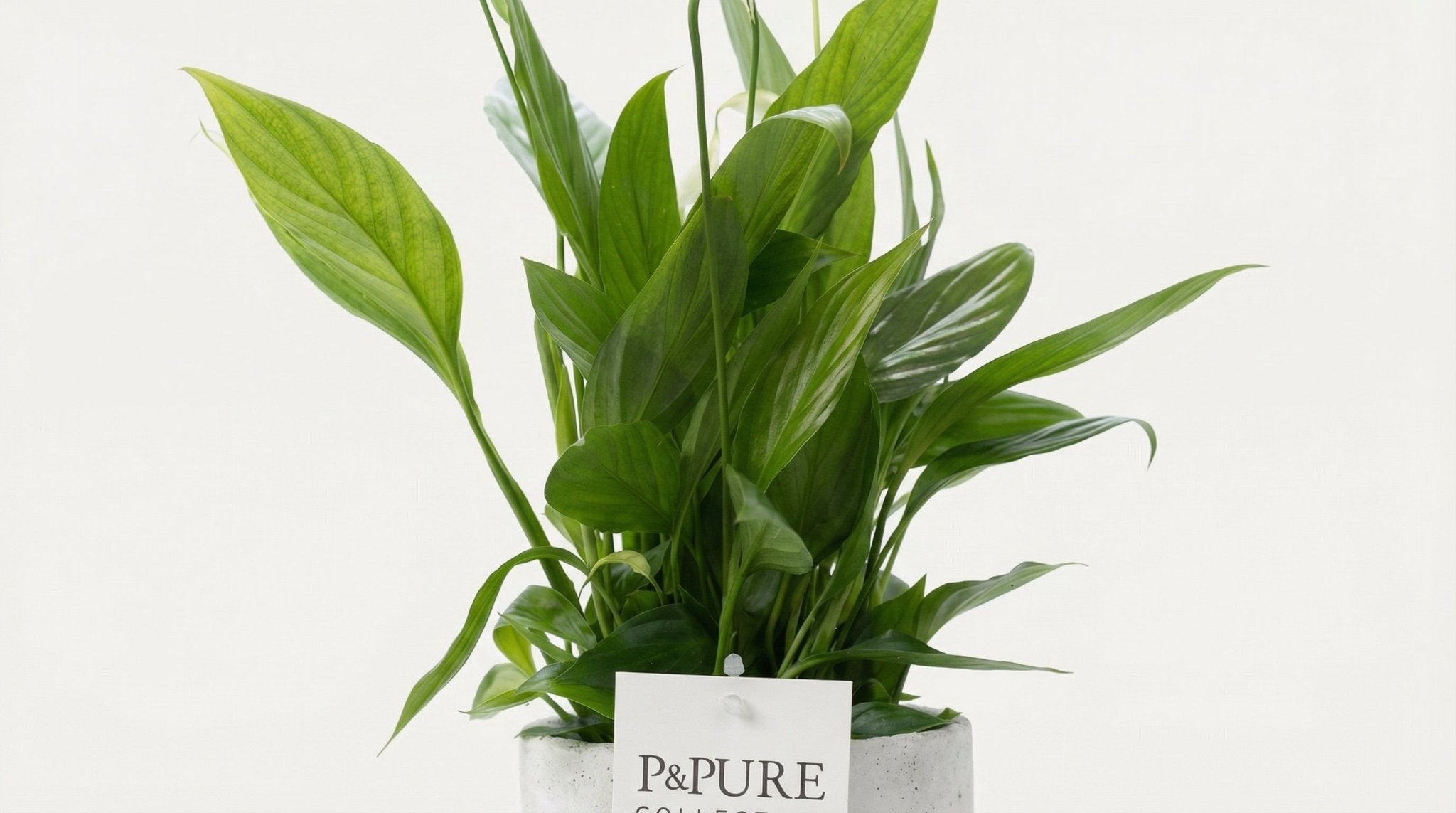 Spathiphyllum In P&PURE Jade Ceramics (met pot) P 12 H 35 cm - 53407 - PlantenShop24