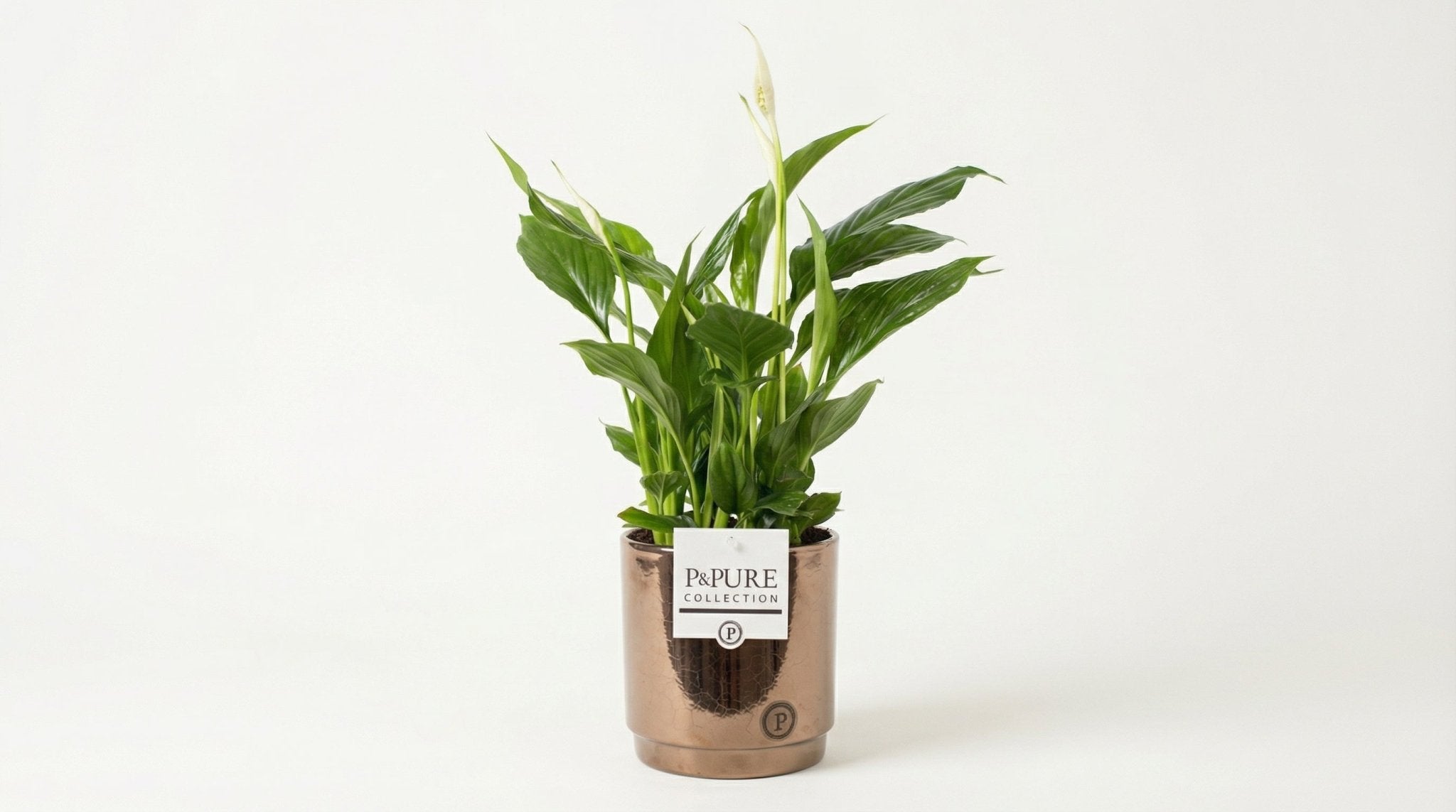 Spathiphyllum (met pot) P 12 H 35 cm - 53409 - PlantenShop24