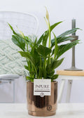 Spathiphyllum (met pot) P 12 H 35 cm - 53409 - PlantenShop24