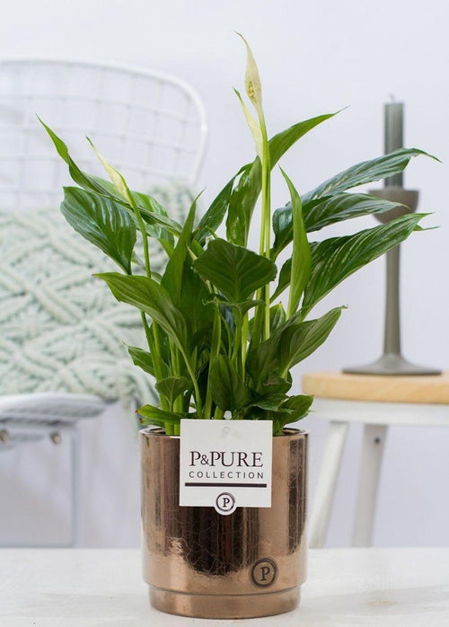 Spathiphyllum (met pot) P 12 H 35 cm - 53409 - PlantenShop24