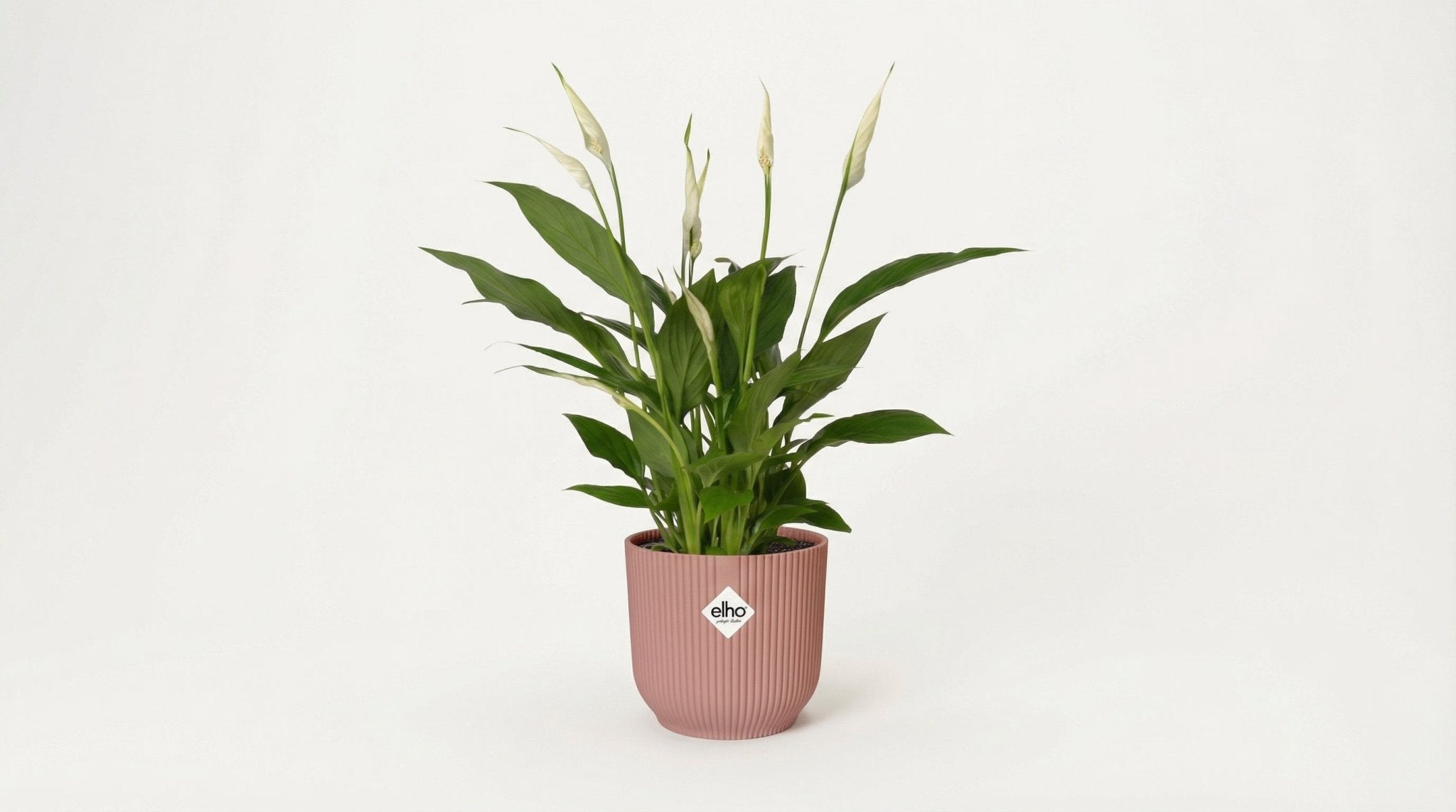 Spathiphyllum 'Torelli' (met pot) P 12 cm - 21724 - PlantenShop24