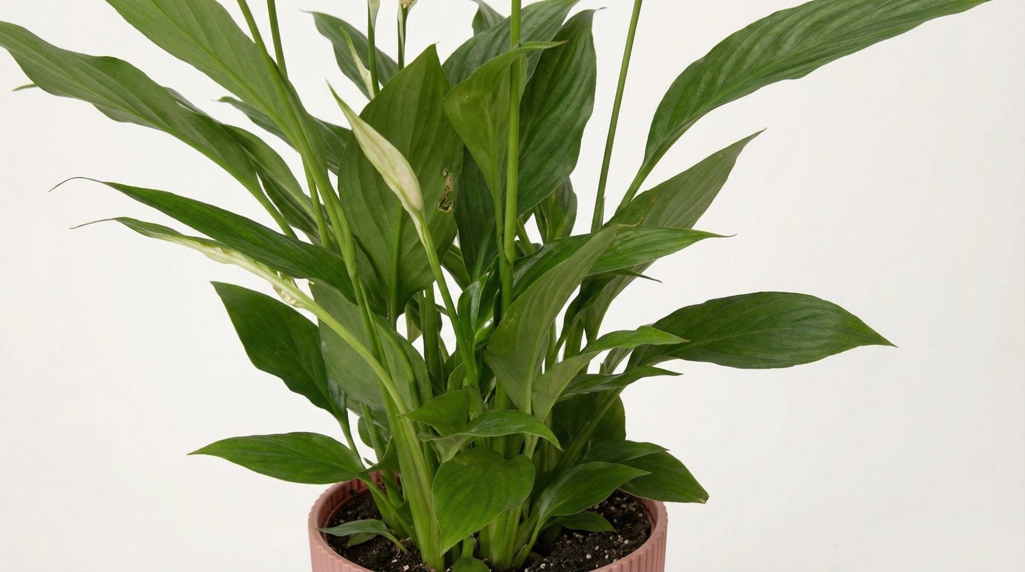 Spathiphyllum 'Torelli' (met pot) P 12 cm - 21724 - PlantenShop24