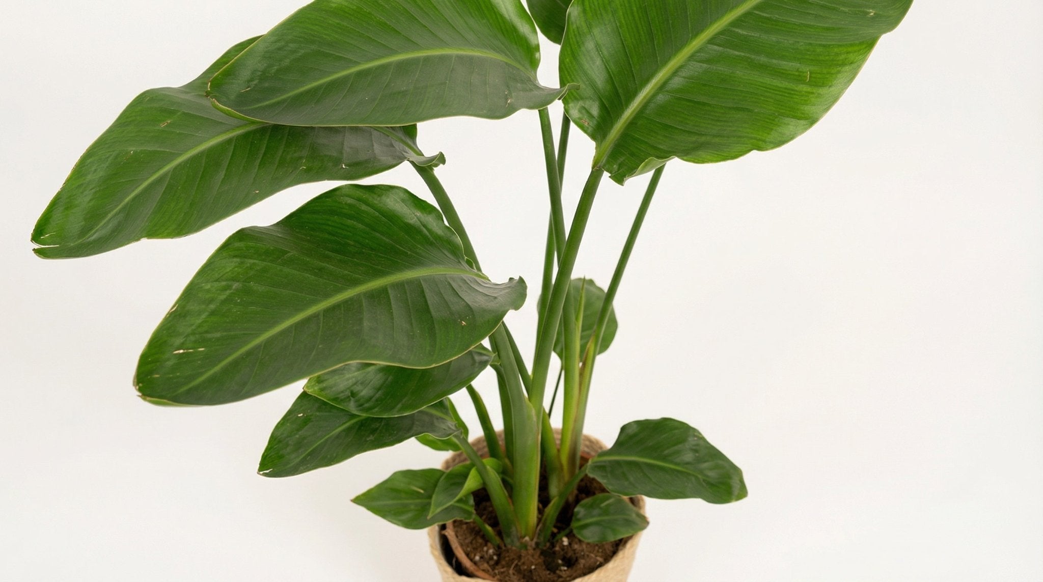 Strelitzia Nicolai (met mand) P 19 H 90 cm - 7064 - PlantenShop24
