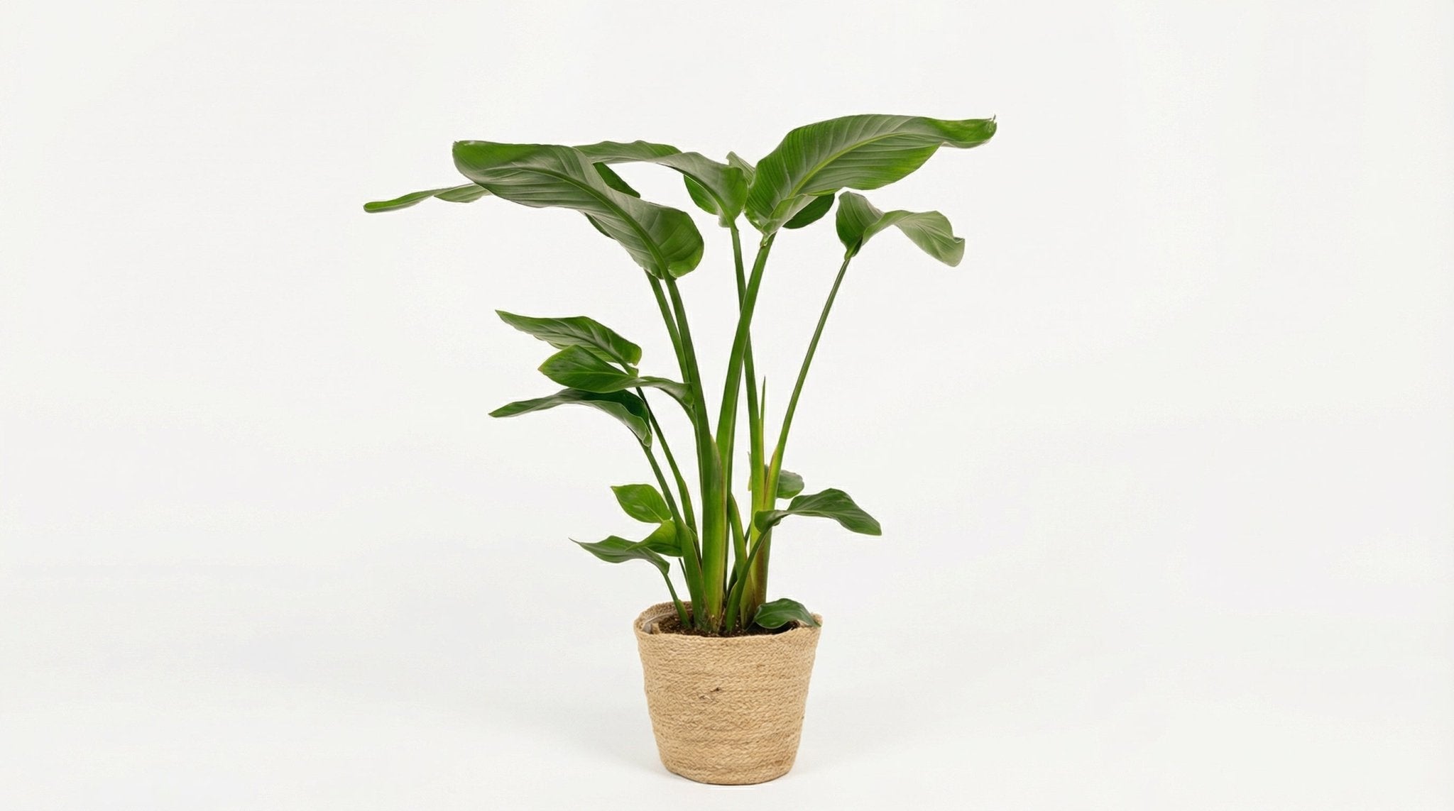 Strelitzia Nicolai (met mand) P 19 H 90 cm - 7064 - PlantenShop24