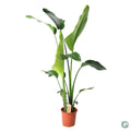 Strelitzia Nicolai P 21 H 100 cm - 18848 - PlantenShop24