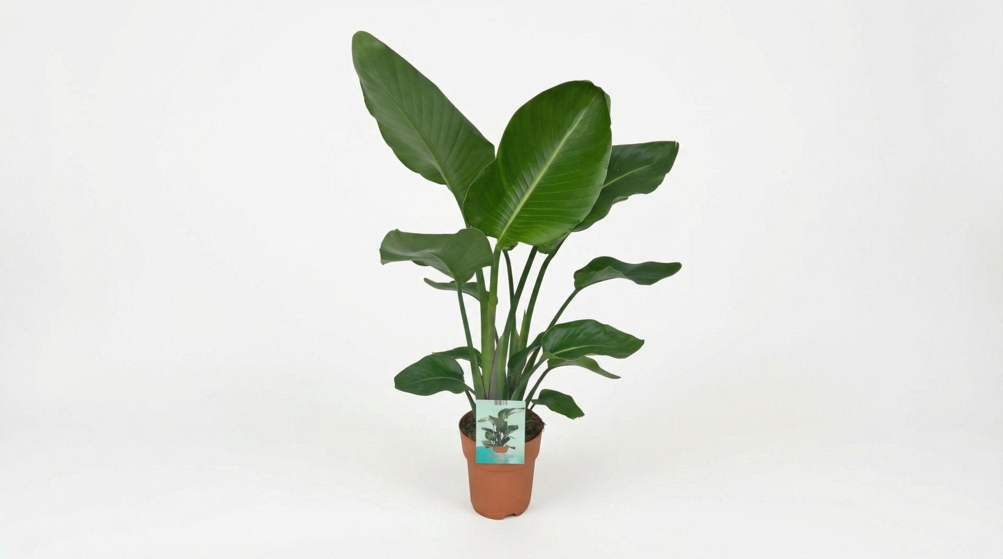 Strelitzia Nicolai Paradijsvogelplant P 19 H 90 cm - 2790 - PlantenShop24