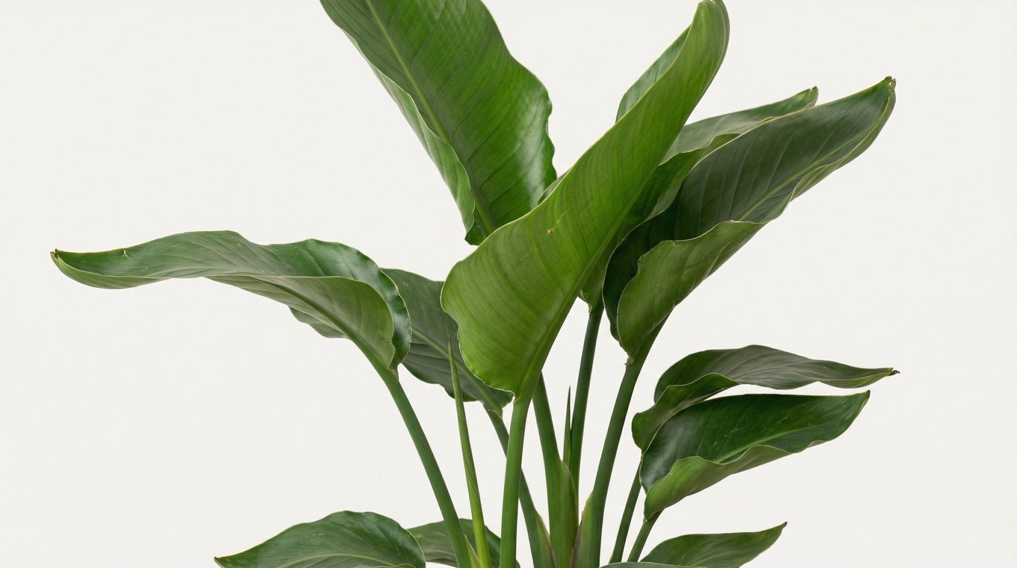 Strelitzia Nicolai Paradijsvogelplant P 19 H 90 cm - 2790 - PlantenShop24