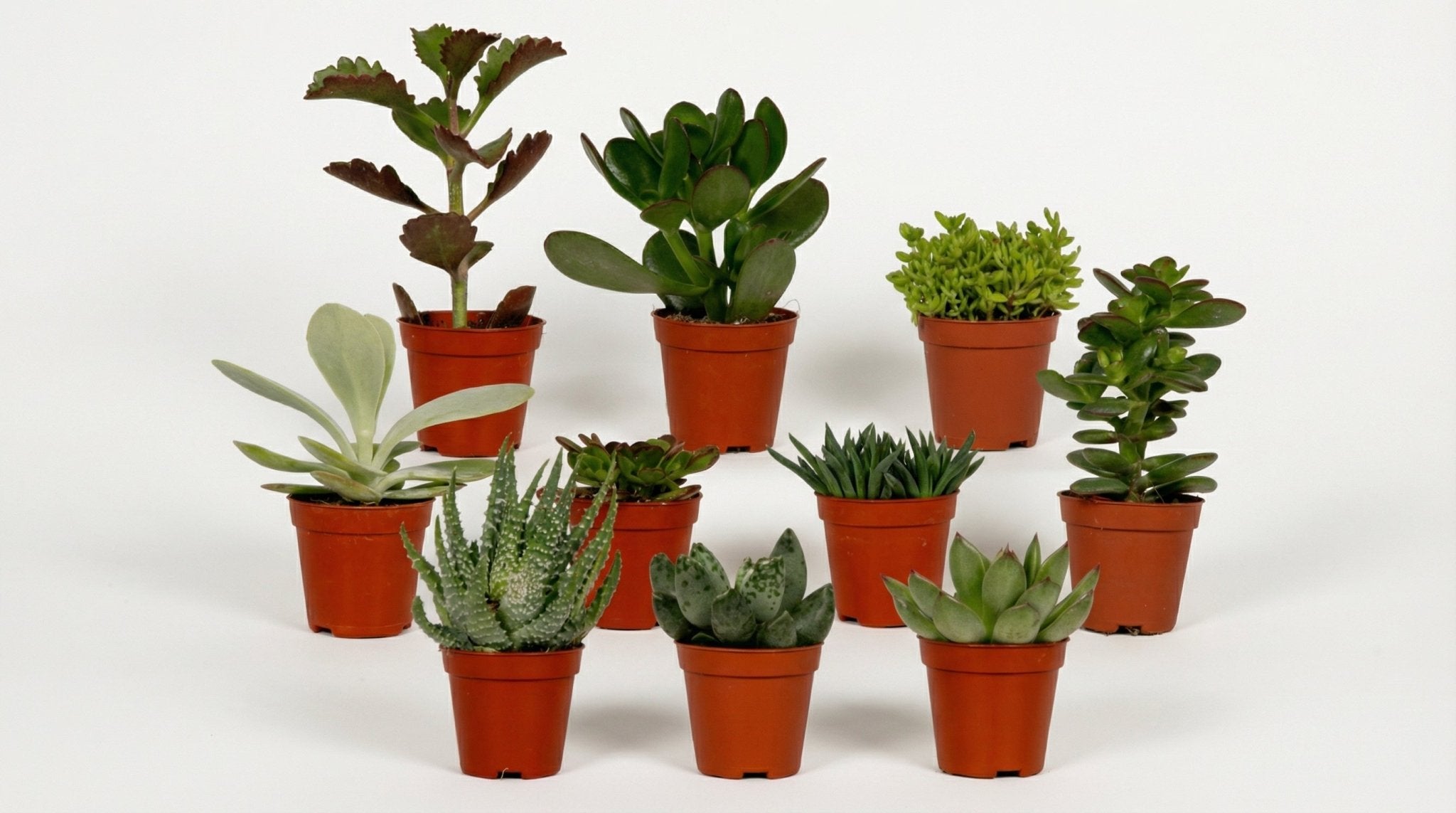 Succulenten Mix (10x) P 5,5 H 7 cm - 10226 - PlantenShop24