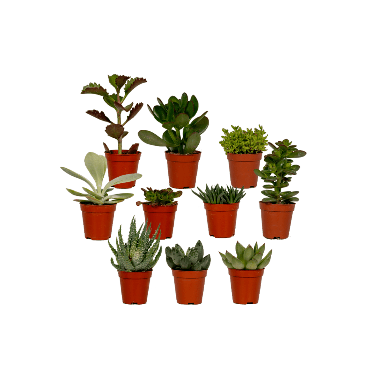 Succulenten Mix (10x) P 5,5 H 7 cm - 10226 - PlantenShop24