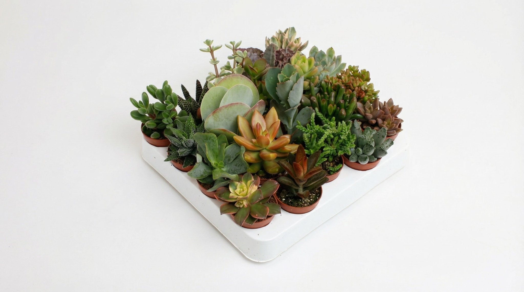 Succulenten Mix (20 stuks) P 5,5 H 10 cm - 33508 - PlantenShop24
