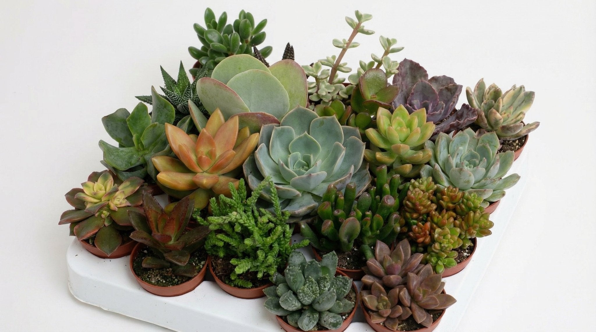 Succulenten Mix (20 stuks) P 5,5 H 10 cm - 33508 - PlantenShop24