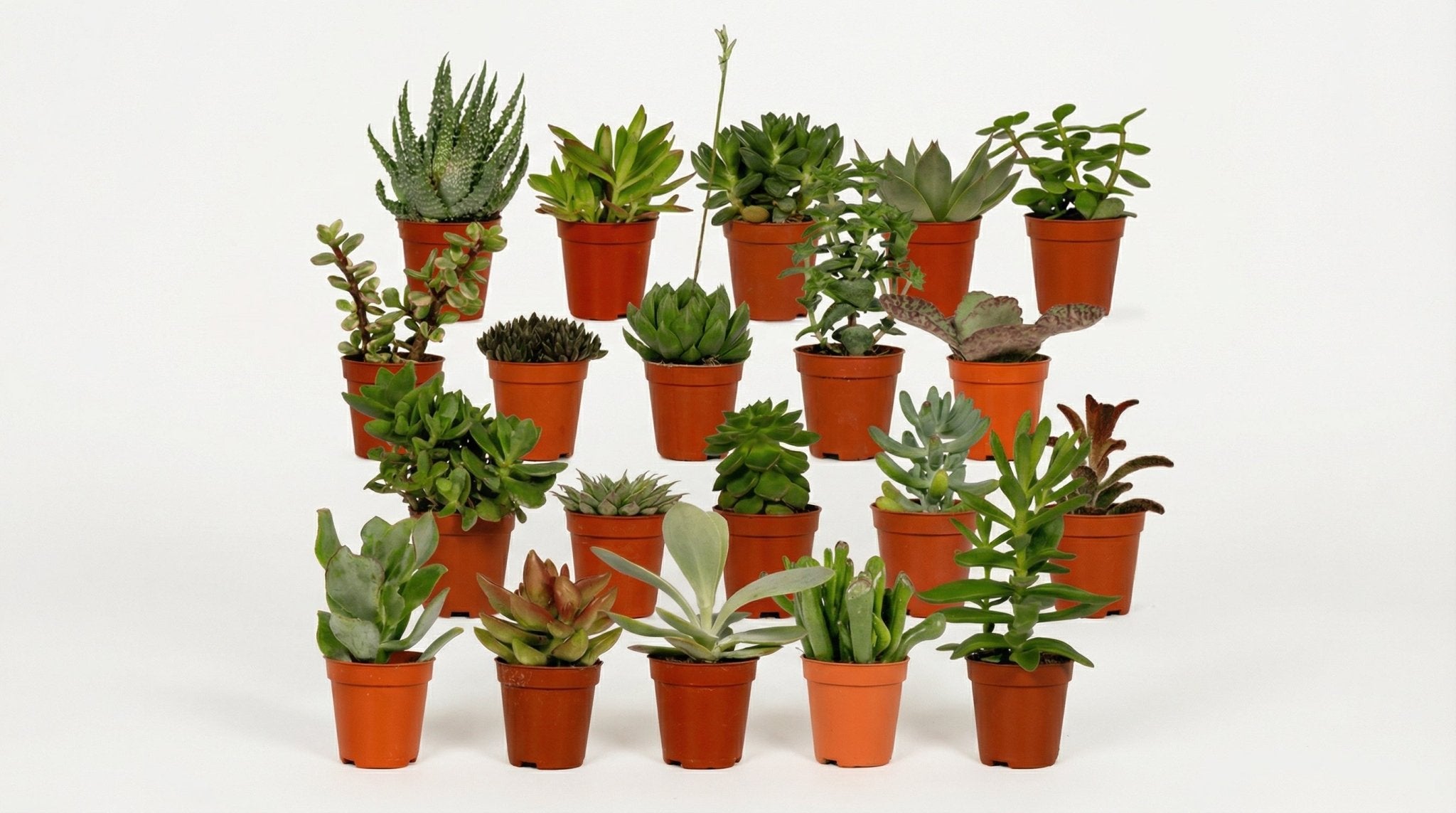 Succulenten Mix (20x) P 5,5 H 7 cm - 10225 - PlantenShop24