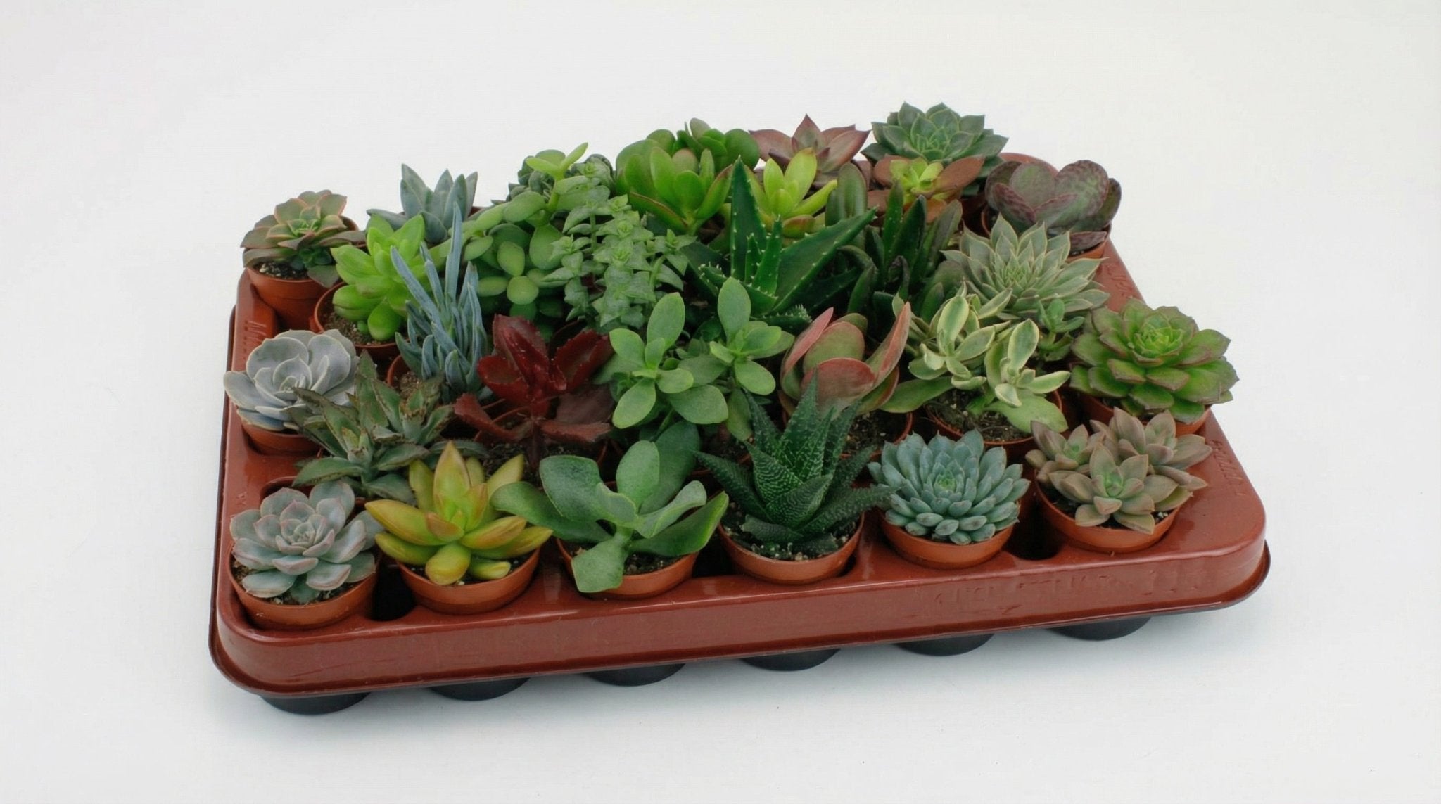 Succulenten Mix (30x) P 5,5 H 7 cm - 10693 - PlantenShop24