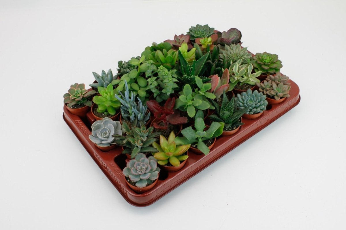 Succulenten Mix (30x) P 5,5 H 7 cm - 10693 - PlantenShop24