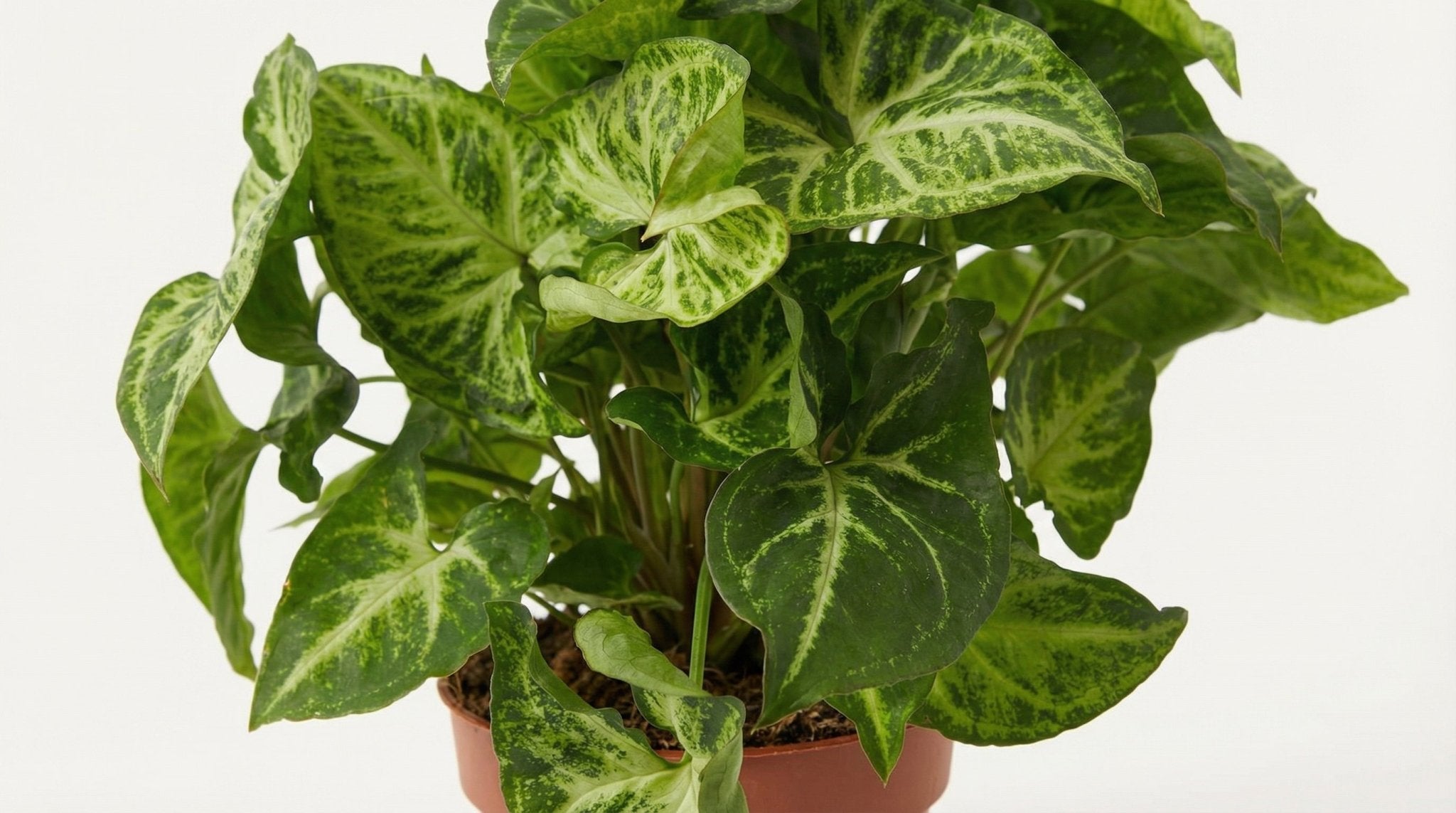 Syngonium Arrow 'Arrow' P 12 H 25 cm - 11349 - PlantenShop24