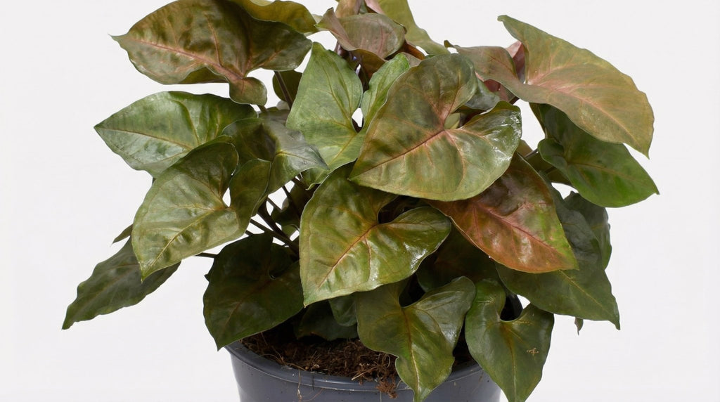 Syngonium Maria Feel Green P 14 H 25 cm - 16286 - PlantenShop24