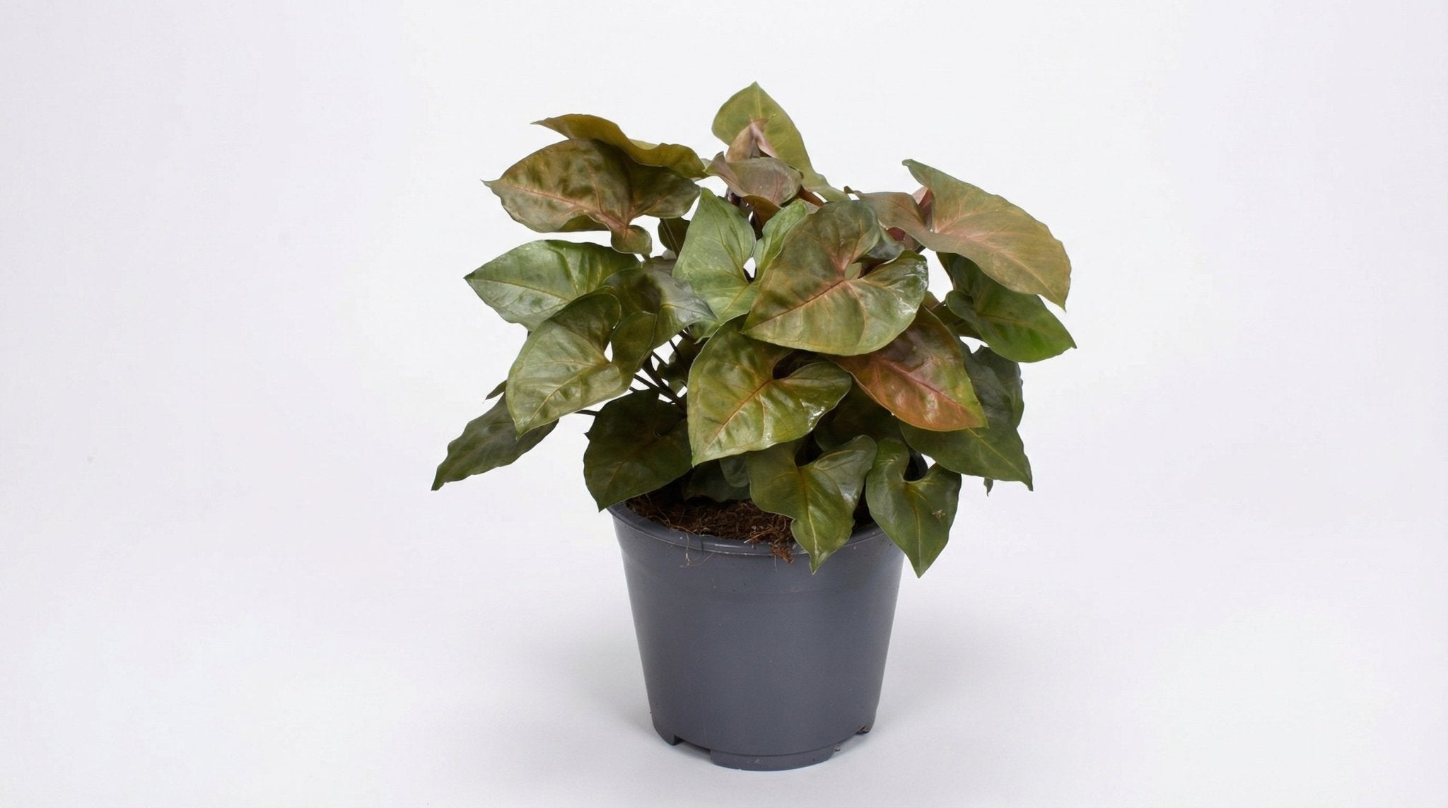 Syngonium Maria Feel Green P 14 H 25 cm - 16286 - PlantenShop24